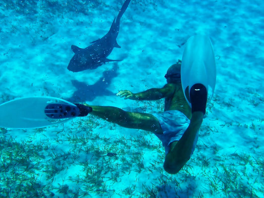 Fonds marins - Reefs Coralliens