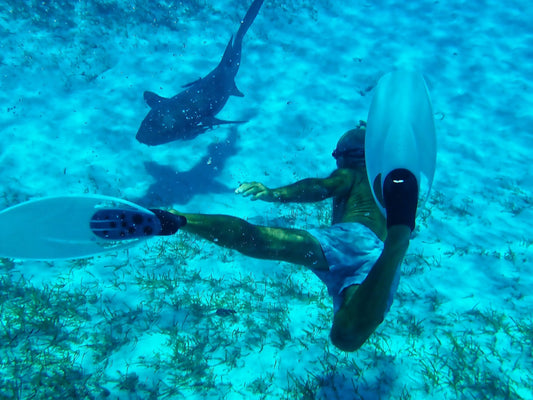 Fonds marins - Reefs Coralliens